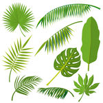 热带植物叶矢量