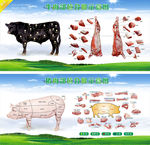 猪肉牛肉部位分解分割高清示意图