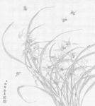 余稚花鳥圖冊白描底稿工筆畫蘭花