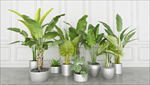 绿色观赏性植物集合