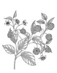 覆盆子树莓素描线描白描手绘插画