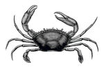 螃蟹素描线描白描手绘插画