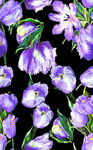 紫色花朵 郁金香