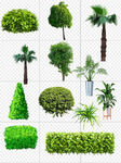 园林绿化植物素材