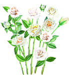水彩白玫瑰枝叶