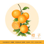 手绘橙子水果包装插画