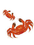原创手绘海鲜红色大闸蟹元素插画