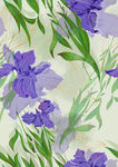 紫色鸢尾花 