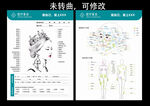 美容面诊图、身体结构部位
