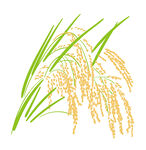 原创手绘水稻大米矢量水稻稻穗
