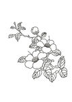 山茶花線描素材