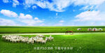 草原羊群蓝天白云蒙古包