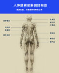 腰背部解剖图