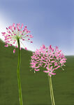 手繪韭菜花  插畫 花卉素材