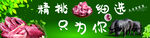 豬肉海報新鮮豬肉