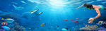 海底暢游邂逅多彩海洋生物
