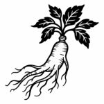 人參黑色線稿圖