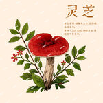 靈芝插畫