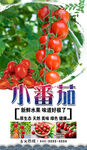 小番茄  
