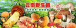 野生菌海報