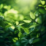 陽光下的翠綠新葉