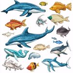 海洋魚類與鯨類插畫集合