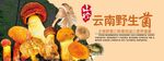 野生菌海報(bào)