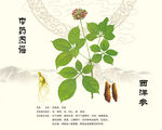 西洋參中藥