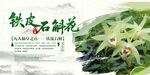 三伏天中草藥鐵皮石斛花特寫海報
