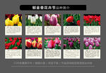 多彩郁金香花卉展示圖