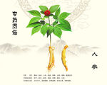 人參植株展示圖