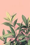 粉色背景下的清新綠植