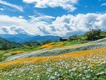 山間花海美景