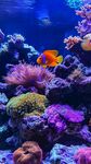 夢幻海底世界中的多彩魚群