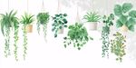 懸掛綠植組合裝飾插畫(huà)