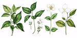 手繪清新茉莉花及枝葉