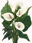 白色海芋花與綠葉插畫