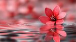 水中紅花映漣漪