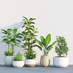 多樣盆栽 裝點(diǎn)室內(nèi)綠意