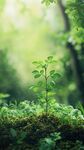 新生綠植于林間綻放生機