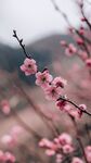 枝頭綻放的粉嫩梅花