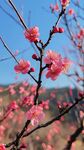 枝頭綻放的嬌艷粉色梅花
