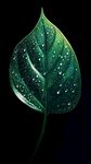 帶水珠的翠綠葉片特寫