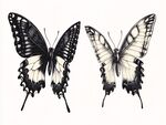 黑白雙蝶插畫