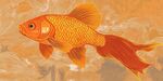 金色金魚(yú)游弋于云紋間