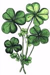 手繪四葉草插畫(huà)