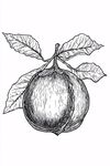 手繪桃子插畫(huà)