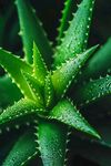 帶水珠的翠綠蘆薈植物