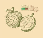 矢量手繪榴蓮插畫(huà)
