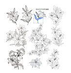 百合花卉鳥類線稿插畫素材